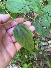 Boehmeria cylindrica