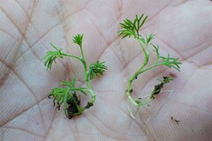Tripleurospermum inodorum