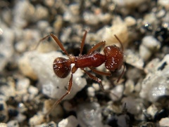 Pogonomyrmex californicus