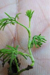 Tripleurospermum inodorum