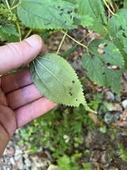 Boehmeria cylindrica