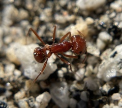 Pogonomyrmex californicus