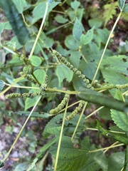 Boehmeria cylindrica