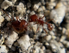 Pogonomyrmex californicus