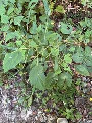 Boehmeria cylindrica
