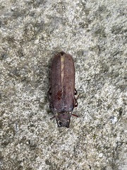 Microplophorus magellanicus