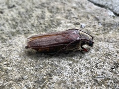 Microplophorus magellanicus