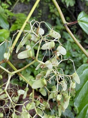 Begonia glabra