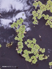 Azolla rubra