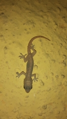 Hemidactylus frenatus