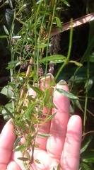 Secamone filiformis
