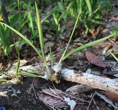 Encyclia