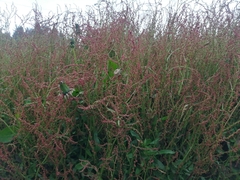 Rumex acetosella