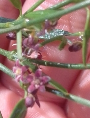 Secamone filiformis