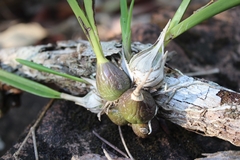 Encyclia