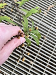 Vernonia noveboracensis