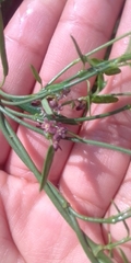 Secamone filiformis