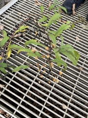 Vernonia noveboracensis