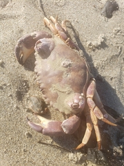 Metacarcinus anthonyi