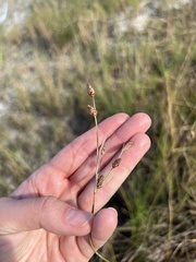 Fimbristylis castanea