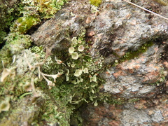 Cladonia pyxidata
