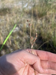 Fimbristylis castanea