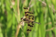 Rhyothemis graphiptera