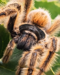 Phrixotrichus vulpinus