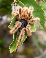 Phrixotrichus vulpinus