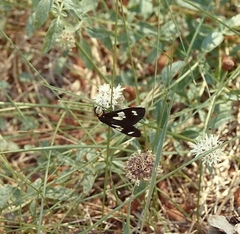 Gnophaela latipennis