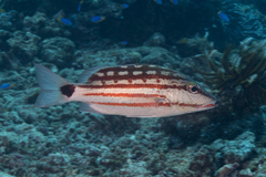 Lutjanus decussatus