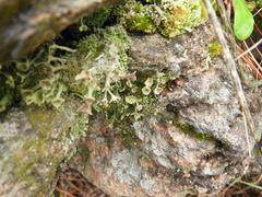 Cladonia pyxidata