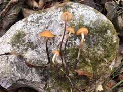 Rhizomarasmius