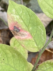 Vaccinium hirsutum