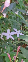 Vinca herbacea