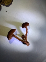 Hydnangiaceae