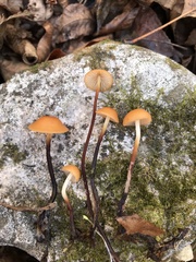 Rhizomarasmius