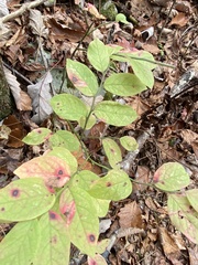 Vaccinium hirsutum