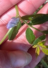Vicia lathyroides