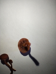 Hydnangiaceae