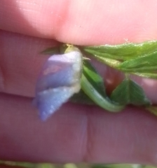 Vicia lathyroides