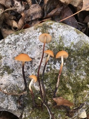 Rhizomarasmius