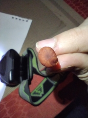 Hydnangiaceae