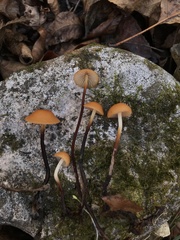 Rhizomarasmius