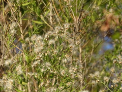 Baccharis halimifolia