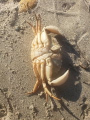 Metacarcinus anthonyi