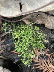 Riccia huebeneriana