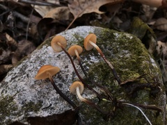 Rhizomarasmius