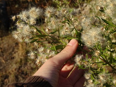 Baccharis halimifolia