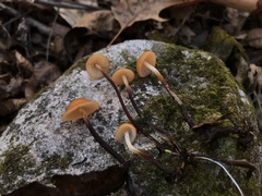 Rhizomarasmius